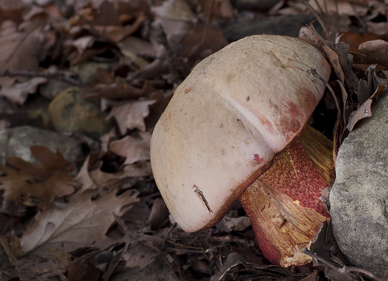 Boletus rhodoxanthus